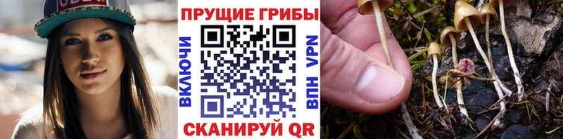 даркнет формула MEGA сайт Асбест Псилоцибиновые грибы Psilocybine cubensis